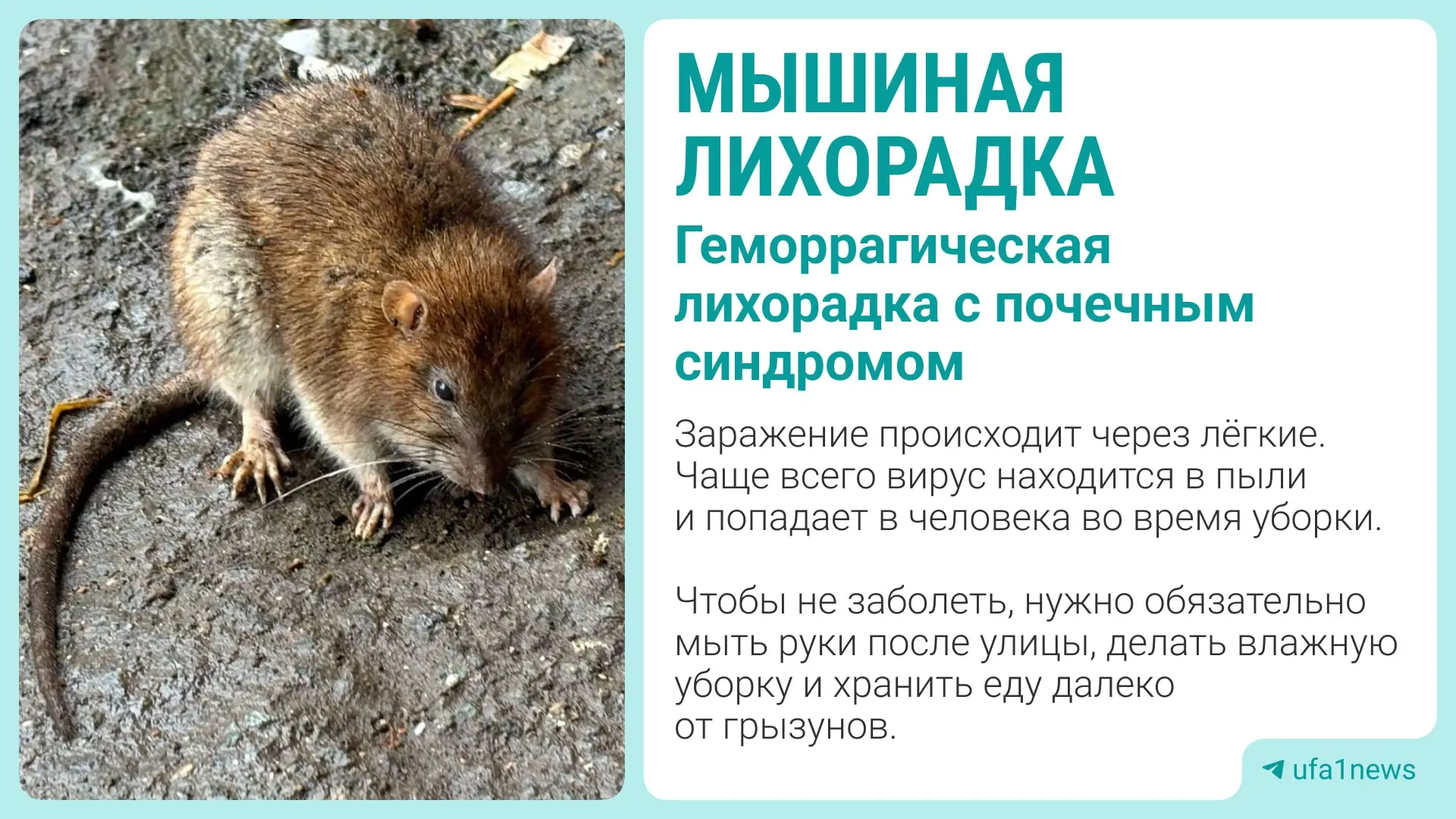 В Орджоникидзевском районе Уфы зарегистрировано три заражения мышиной лихорадкой; источник — выделения грызунов.