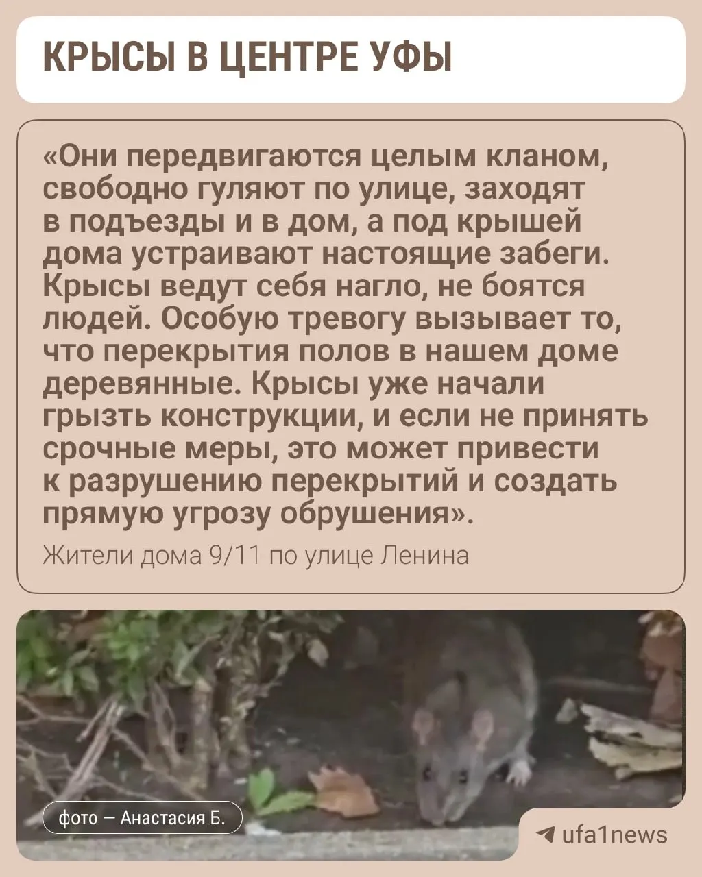 Жильцы Ленинского района Уфы сообщают о нашествии крыс: они выходят на помойку, заходят в подъезды и создают угрозу здоровью на фоне нерегулярной вывоза мусора.