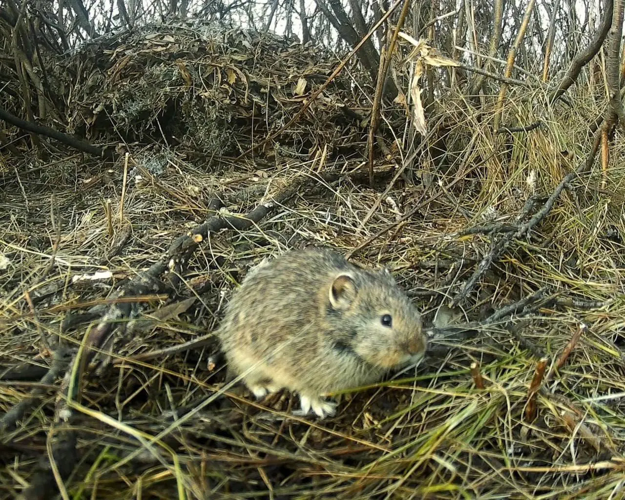 Во время обследования памятника природы в Большечерниговском районе найдена колония степных пищух, занесённых в Красную книгу региона.