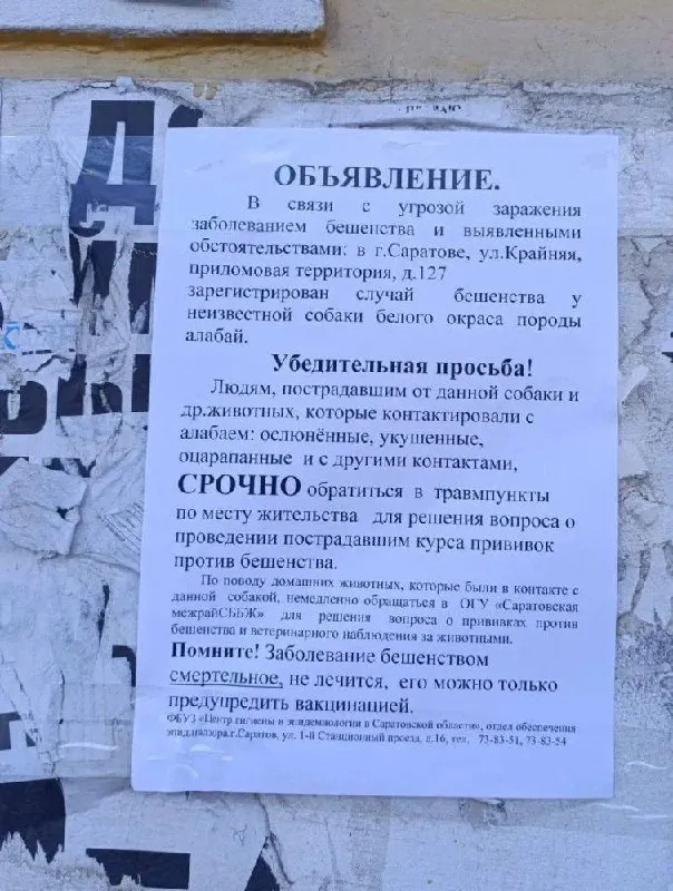 Собака породы алабай напала на прохожих в Саратове; контактировавшие с животным граждане получили рекомендации обратиться к врачу для вакцинации против бешенства. Заболевание смертельно, вакцинация позволяет предотвратить заражение.