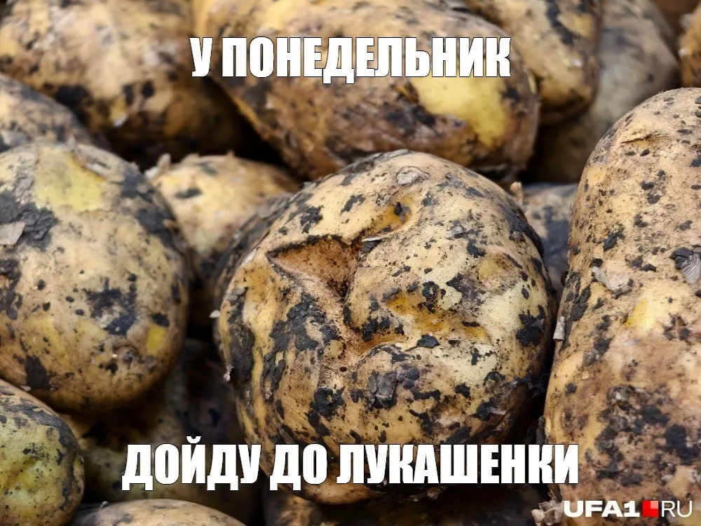Картофель в&nbsp;Башкортостане может подорожать до&nbsp;90&nbsp;рублей за&nbsp;килограмм