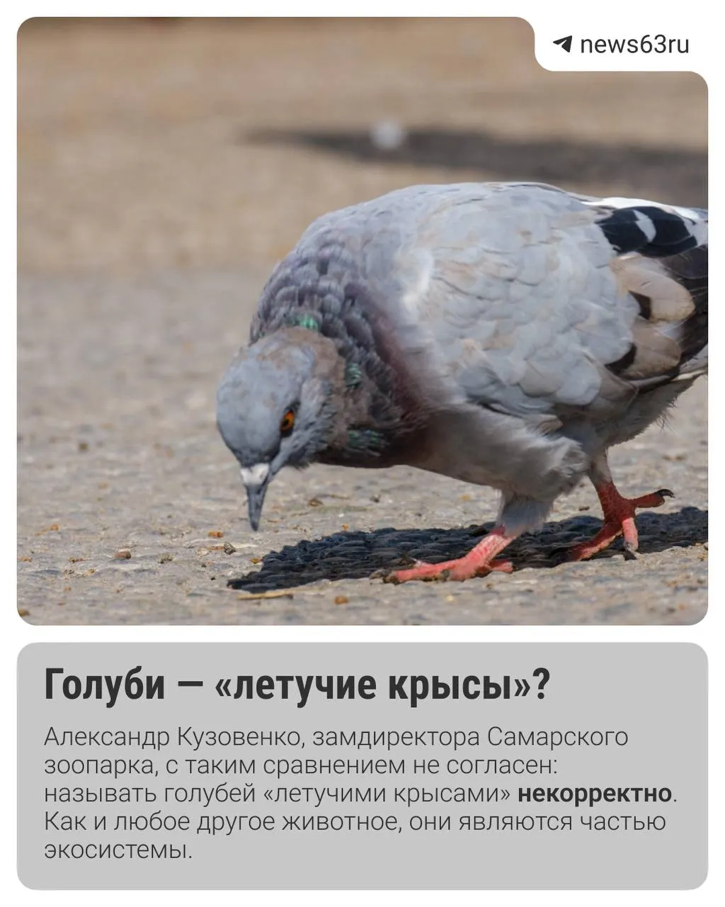 Разбираемся, опасны ли голуби и чем это грозит, опросив специалистов Самарского зоопарка и орнитолога.
