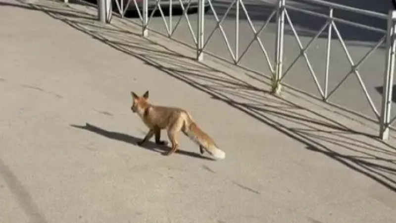 Очевидцы зафиксировали появление лисы в центре города. Кадры показывают животное на Вольской с последующим выходом на дорогу.