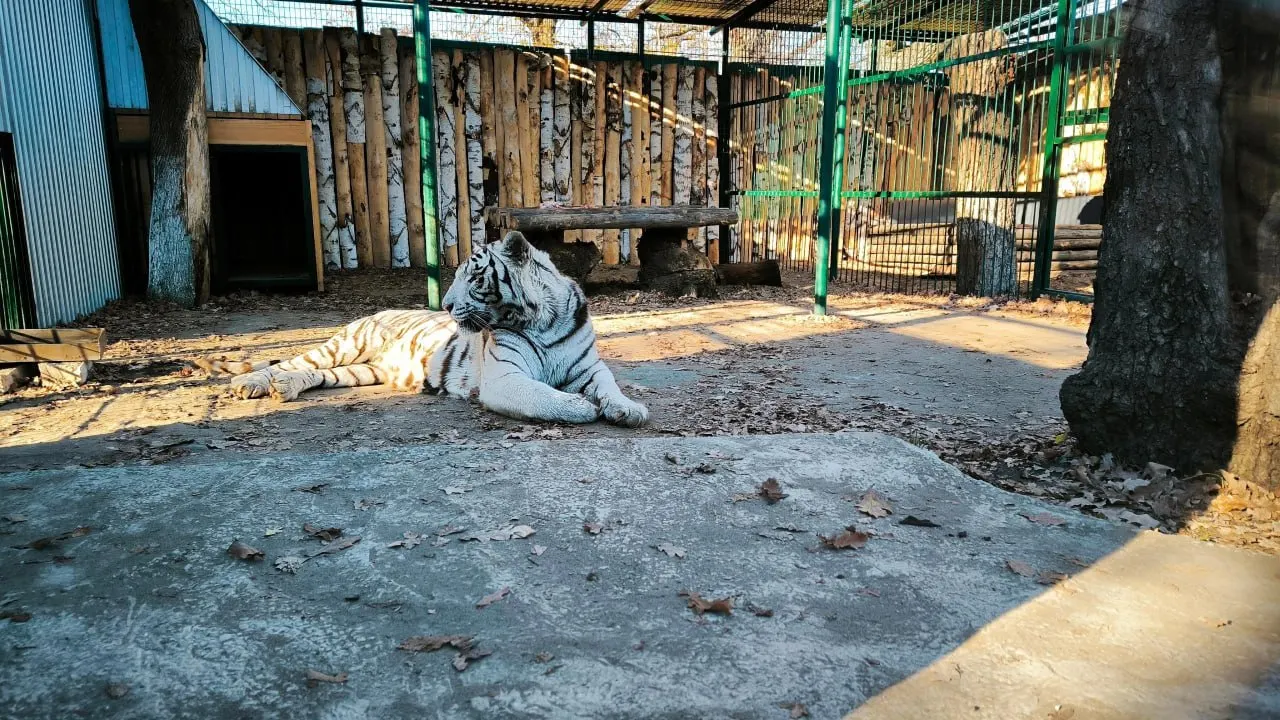 Барфи, Буран и Маруся переехали в обновлённые вольеры зоопарка, где можно увидеть животных через панорамное стекло; Сабрина и Алтай получили новый простор.