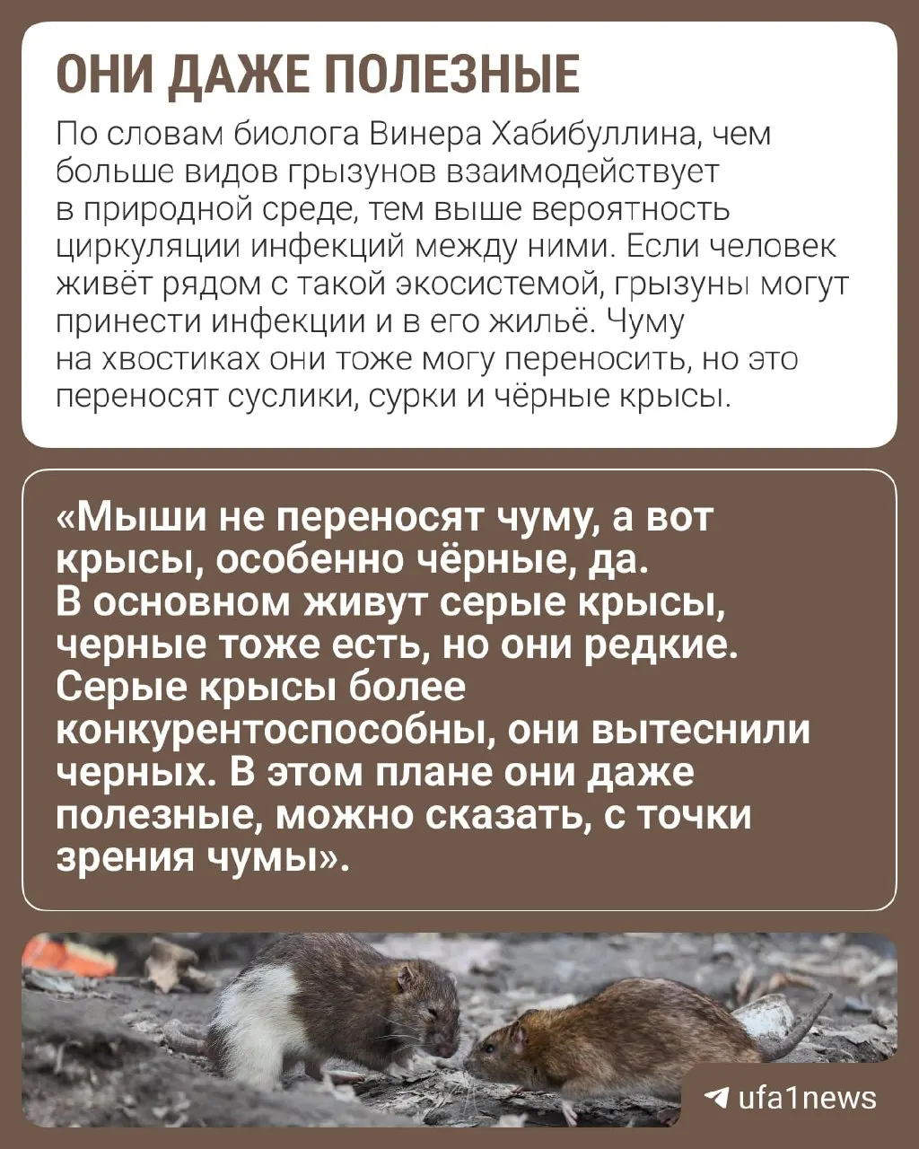 Грызуны ищут укрытие на зиму. Специалисты поясняют, что риск чумы минимален при соблюдении санитарии.
