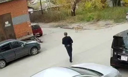 Стая животных напала на подростков и маленькую девочку; охранник, пытавшийся разнять ситуацию, подвергся нападению.